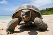 © abdulmoizjaangda - Tortoise on sandy beach ocean and green landscape in background under clear sky