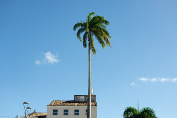 View of a large palm tree against a blue sky in Pelourinho, the historic center of the city of Salvador, Bahia.