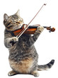 © Mr. Stocker - Cat playing violin on a white background, cut out - stock png.