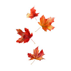 four vibrant red and orange autumn maple leaves