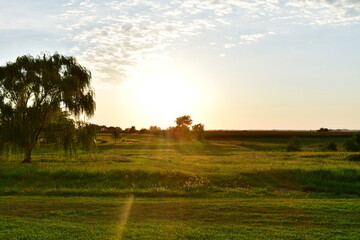 Wall Mural - Golden Hour Field