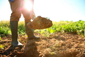 Wall Mural - Farmer digging soil with shovel on sunny day, closeup