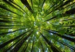 Forest Canopy View