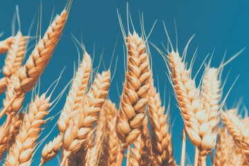 Wall Mural - Ears of golden wheat in sunny day over blue sky. Close up beauty nature field background. Ripening ears of meadow wheat field. Rich harvest. Beautiful summer or autumn nature backdrop