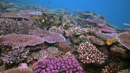 Wall Mural - Scuba diving above pristine coral reef - Colorful hard coral reef in the south Pacific