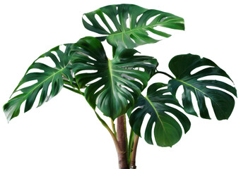 Wall Mural - monstera tree on transparent background, realistic monstera green leaf isolate die cut png file