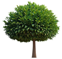 Wall Mural - tree on transparent background, realistic tree green leaf isolate die cut png file