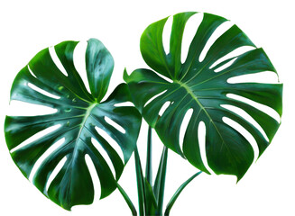 Wall Mural - monstera tree on transparent background, realistic monstera green leaf isolate die cut png file