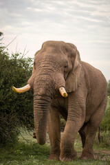 Wall Mural - A large African elephant bull with tusks walks down a narrow road hemmed in by bushes under an overcast sky towards the photographer in a game reserve in South Africa.