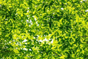 Sticker - Green leaves on a tree in nature