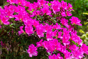 Canvas Print - Pink azalea flowers in the park