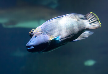 Sticker - Tropical fish swimming in the aquarium. Beautiful colorful fishes in the aquarium