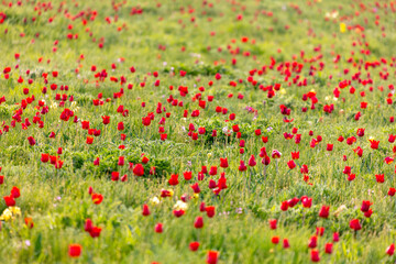 Poster - Field with red tulips in the steppe in spring as a background