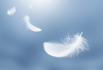 Wall Mural - Abstract White Bird Feathers Floating in The Sky. Softness of Feathers Falling in Heavenly.