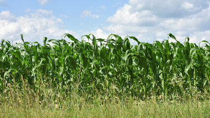 Wall Mural - green corn leaves. Corn farm. photo of corn field. concept of good harvest, agricultural. Field of corn in spring or early summer. industrial background. farmland