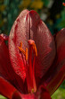 © AnnaPa - Close up of red lily in full bloom. Decorative red lilies bloom in the garden on a green background.