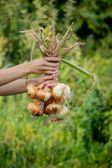 Wall Mural - woman farmer holds onions in her hands. harvest.