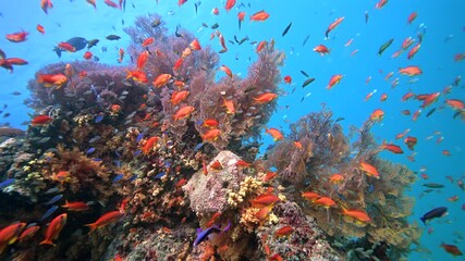 Wall Mural - Colorful reef fish schooling above one of the healthiest coral reefs in the World - Colorful marine biodiversity while scuba div