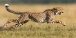 © kwanchaift - Close-up of a sleek and powerful cheetah mid-stride, capturing the speed and agility of this magnificent wild animal