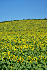 Wall Mural - girasoli