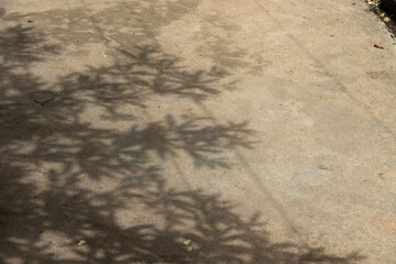 Wall Mural - A tree casts a shadow on the ground. The shadow is large and dark, covering a significant portion of the ground