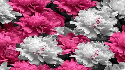 Sticker - Illustration of pink and white peonies