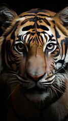 Sticker - beautiful portrait of a bengal distinctive species tiger isolated on a black background 