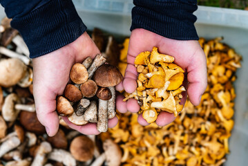 Chanterelle and boletus mushrooms in mushroom picker hands. Search and harvest of mushrooms in the woods.