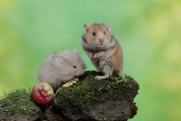 Two Campbell dwarf hamsters are eating a water apple that fell on the moss-covered ground. This rodent has the scientific name Phodopus campbelli.