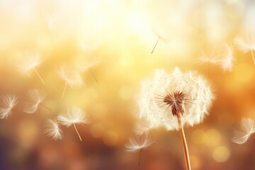 Poster - Blurred nature background dandelion seeds backgrounds flower plant.