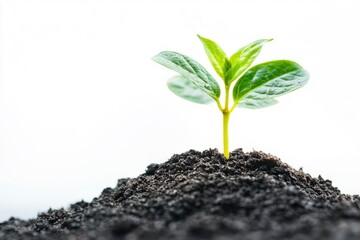 Plant growth on coin on white background business start idea and business building to success with generative ai