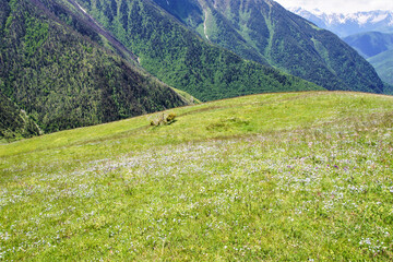 Alpine meadow near the mountains.