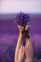 Wall Mural - Lavender field woman's legs emerging from the bushes, holding a bouquet of fragrant lavender. Purple lavender bushes in bloom, aromatherapy.