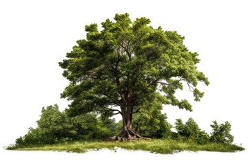 Poster - Tree forest plant white background.