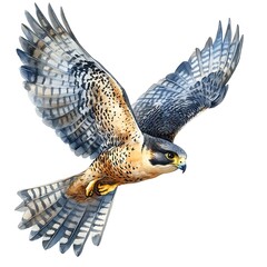 Wall Mural - Watercolor Illustration of a Peregrine Falcon in Flight.