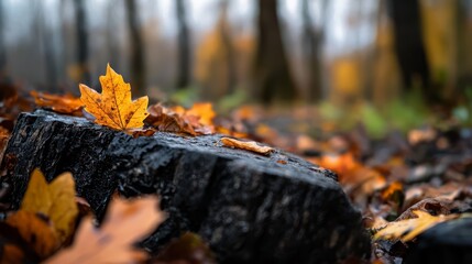 Wall Mural -  A fallleaf atop a tree stump, mid-forest, amidst an abundance of leaves