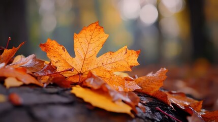 Wall Mural -  A leaf atop a mound of leaves on a weathered table, nestled beside a forest teeming with trees