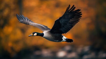 Wall Mural -  A bird flying in the air with sprawled wings