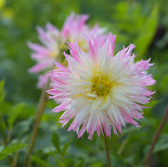 Poster - Beautiful close-up of a fimbriated dahlia