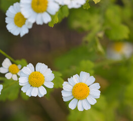 Canvas Print - Beautiful close-up of tanacetum parthenium