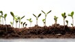 © Prapan - Close-up view of germinating seeds with tiny roots and shoots emerging from the soil,