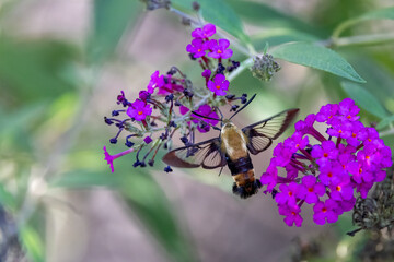 Poster - hummingbird moth