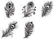 © Adobe design - Set of Black peacock feather silhouette  Vector illustration, Vector silhouette of a Peacock feather, black and white Peacock feather Silhouette, Peacock feather logo icon template vector illustration
