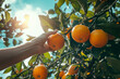 © ink drop - Close up of a persons hand picking a fresh orange from a tree in summer