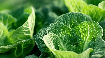 Wall Mural - Fresh Chinese Cabbage in Selective Focus Close-up Photography