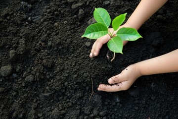 Sticker - Hands planting the tree soil outdoors nature.