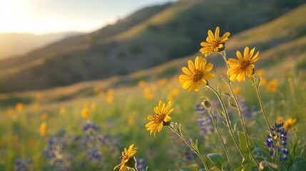 Canvas Print - Yellow Wildflowers Blooming in a Meadow at Sunset