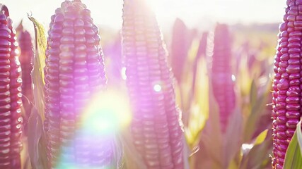 Sticker - A field of pink corn is in full bloom. The corn is tall and has a bright pink color. The field is lush and green, and the sun is shining brightly on the corn. The scene is peaceful and serene