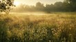 © Anar - Tranquil Meadow at Sunrise with Dew-Covered Grass and Wildflowers, Illuminated by the First Rays of Light. AI generated illustration