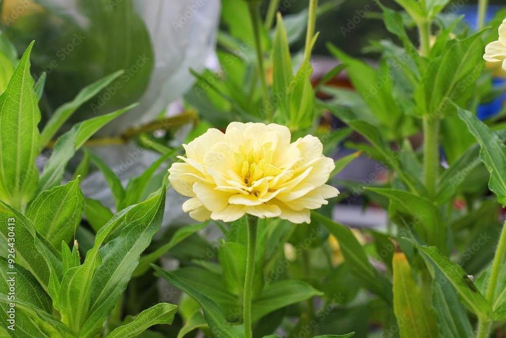 Spring Color Zinnia Yellow Zinnia elegans, photo of flowers with spring color, is one of ...